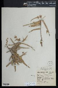 Quadrella angustifolia image