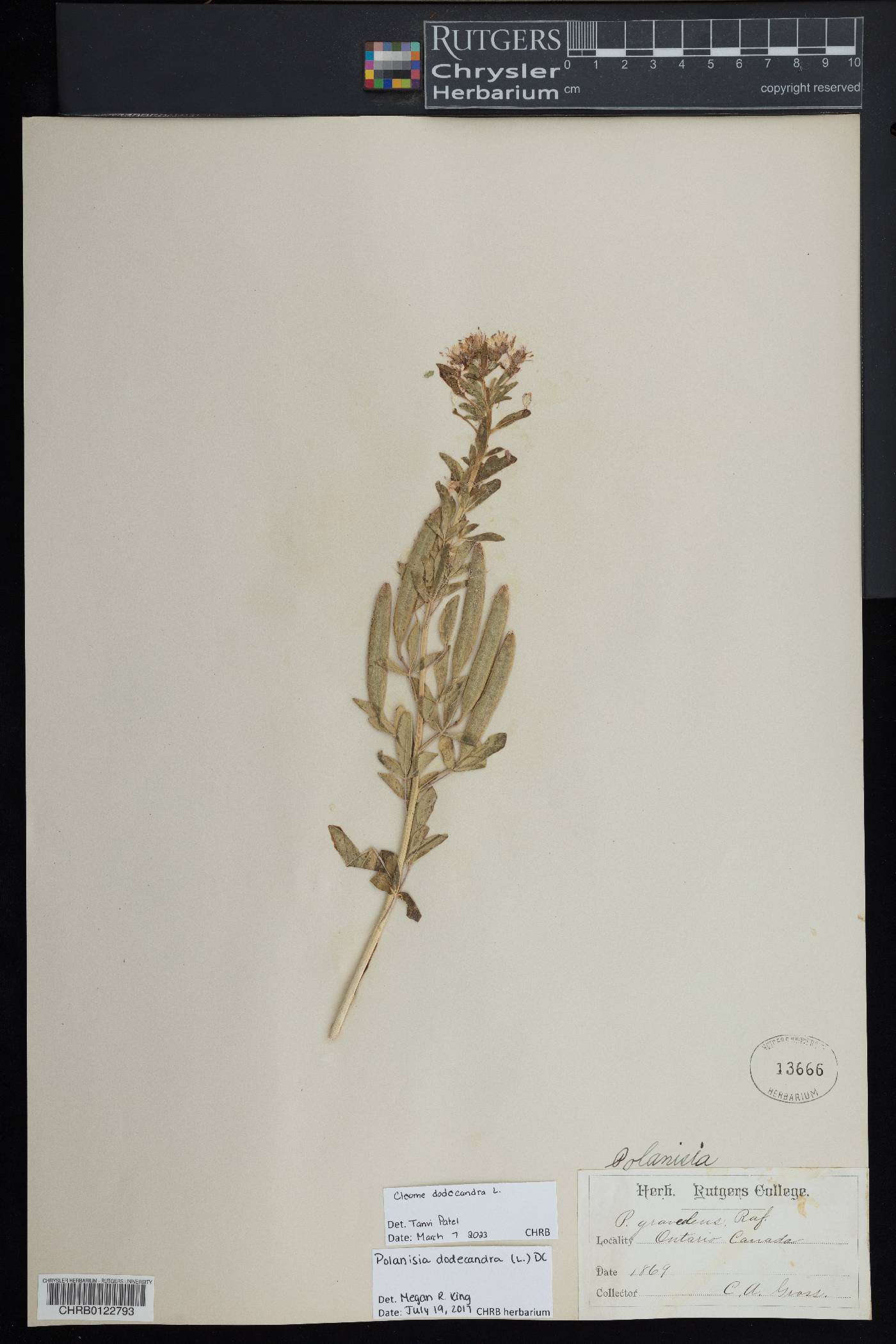 Cleome dodecandra image