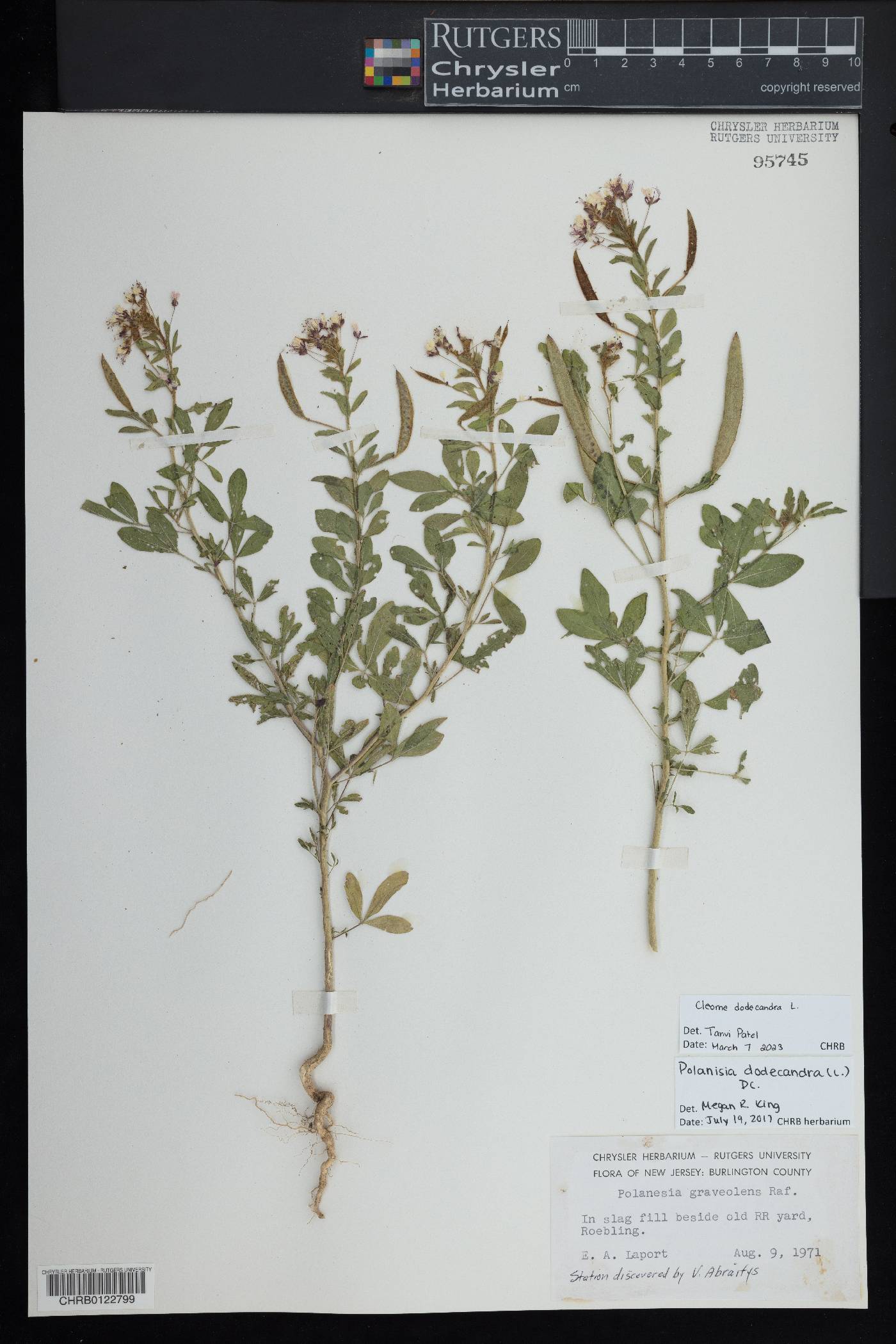 Cleome dodecandra image