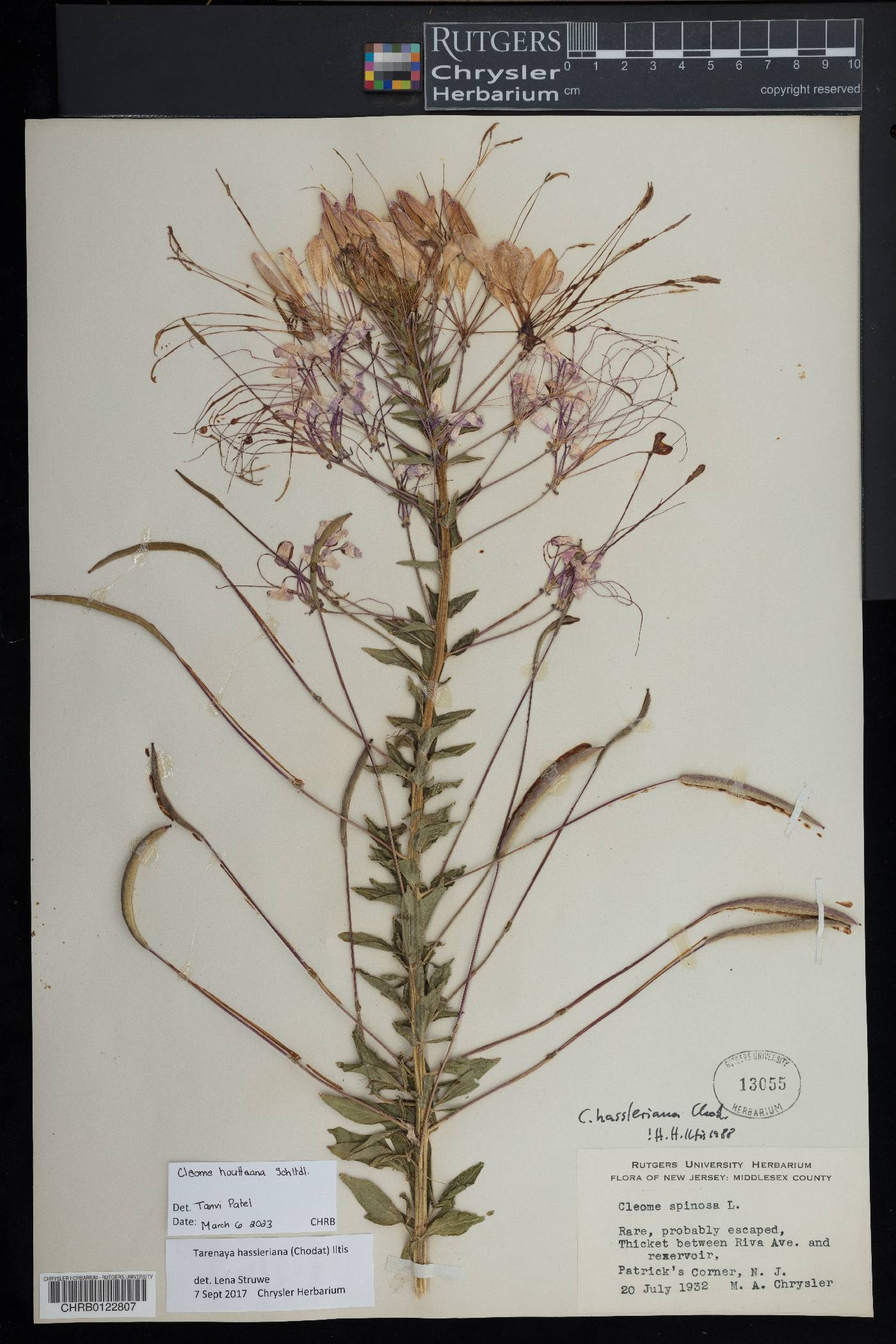 Cleome houtteana image