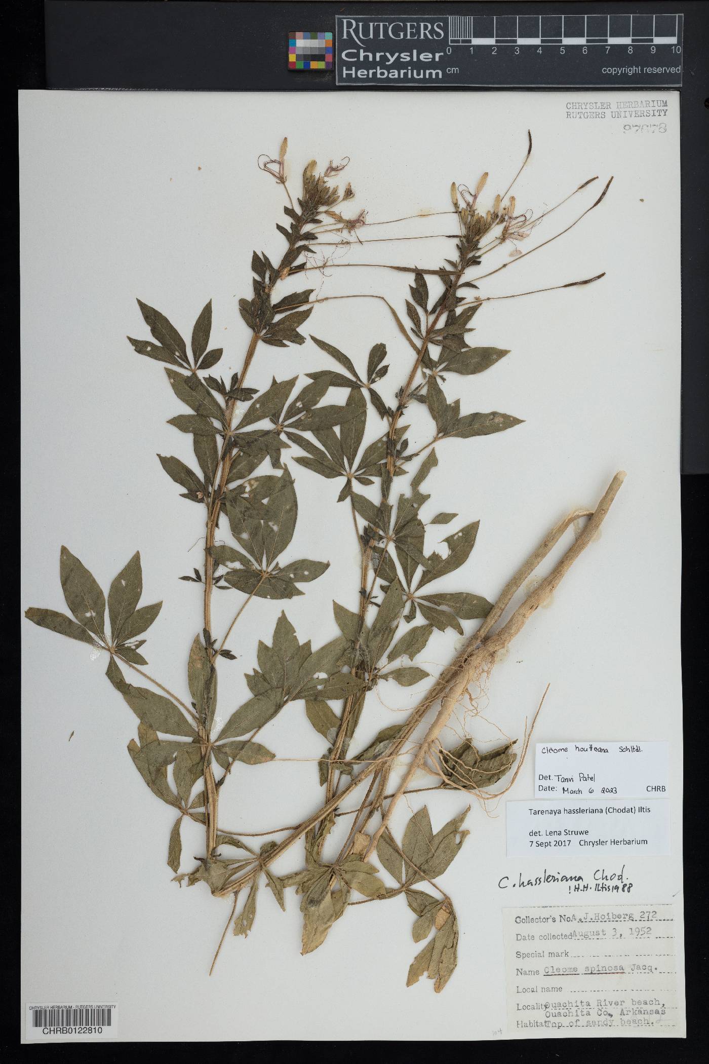 Cleome houtteana image