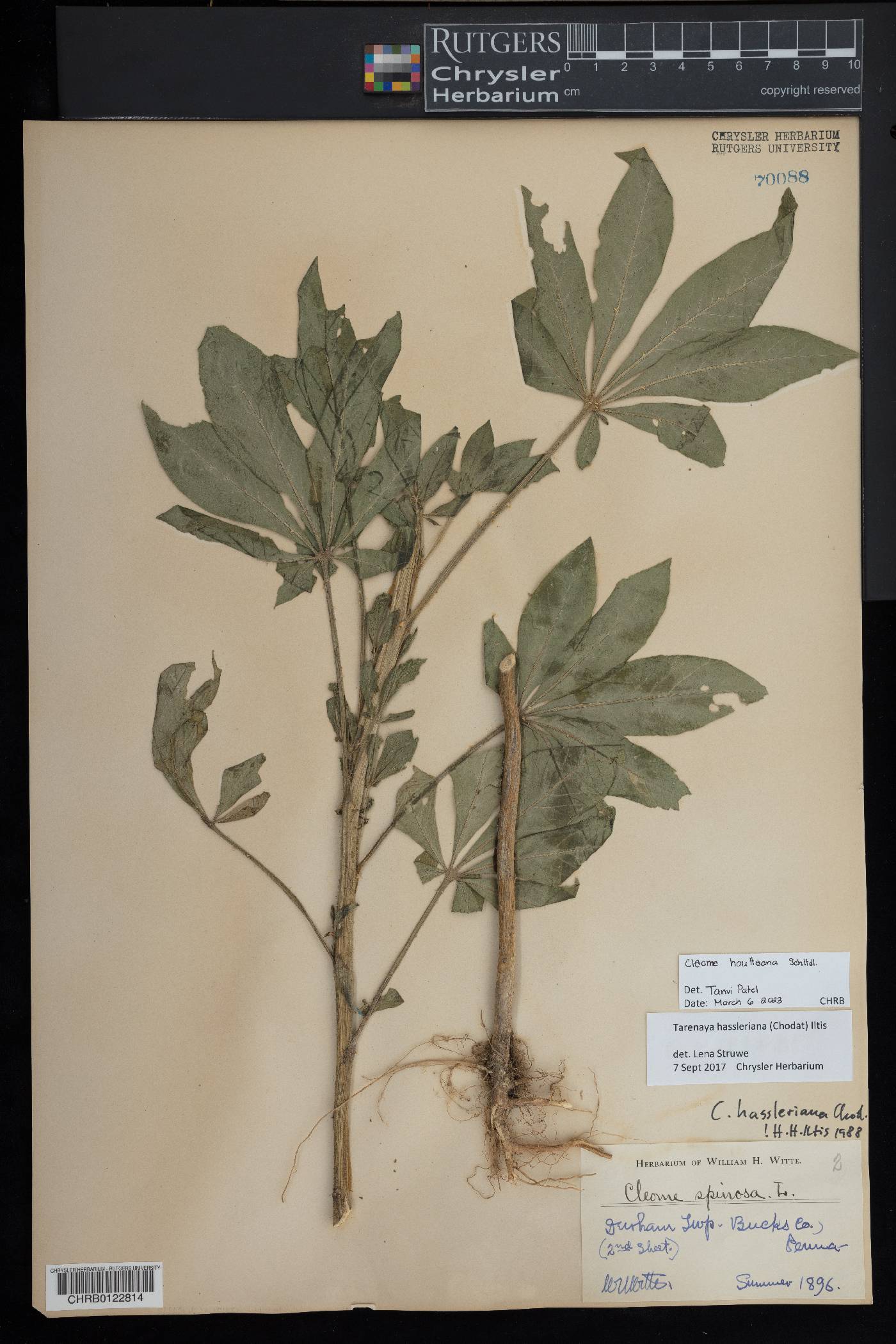 Cleome houtteana image