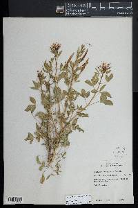 Polanisia trachysperma image