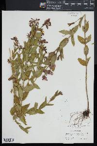 Rhexia virginica image