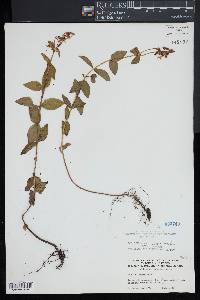 Rhexia virginica image