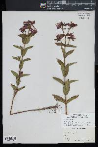 Rhexia virginica image