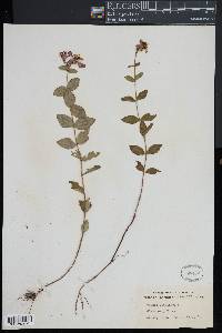 Rhexia virginica image