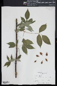 Staphylea trifolia image