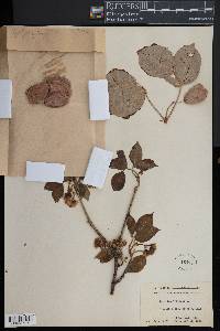 Staphylea trifolia image