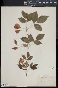 Staphylea trifolia image