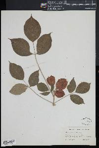 Staphylea trifolia image