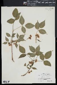 Staphylea trifolia image