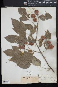 Staphylea trifolia image