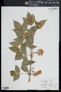 Staphylea trifolia image