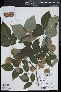 Staphylea trifolia image