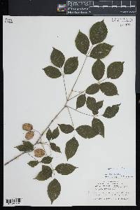 Staphylea trifolia image