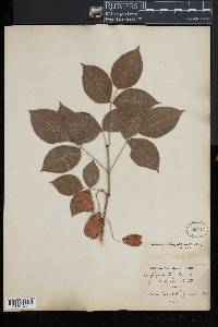 Staphylea trifolia image