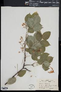 Staphylea trifolia image