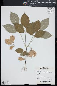 Staphylea trifolia image