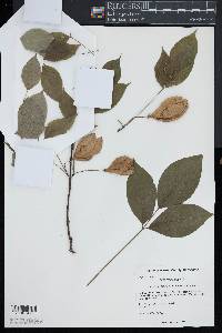 Staphylea trifolia image