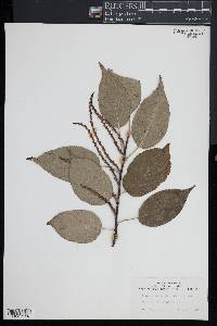 Stachyurus chinensis image