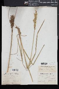 Glyceria obtusa image