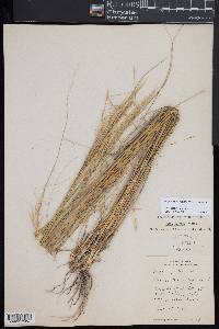 Hesperostipa spartea image