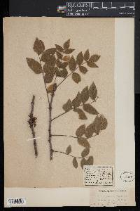 Zanthoxylum americanum image