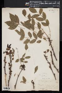 Zanthoxylum americanum image