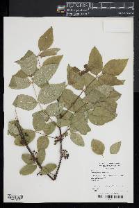 Zanthoxylum americanum image