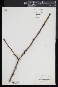 Zanthoxylum americanum image