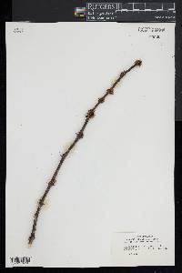 Zanthoxylum americanum image