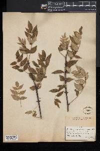 Zanthoxylum americanum image