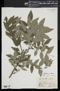 Zanthoxylum americanum image