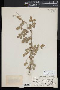 Zanthoxylum fagara image