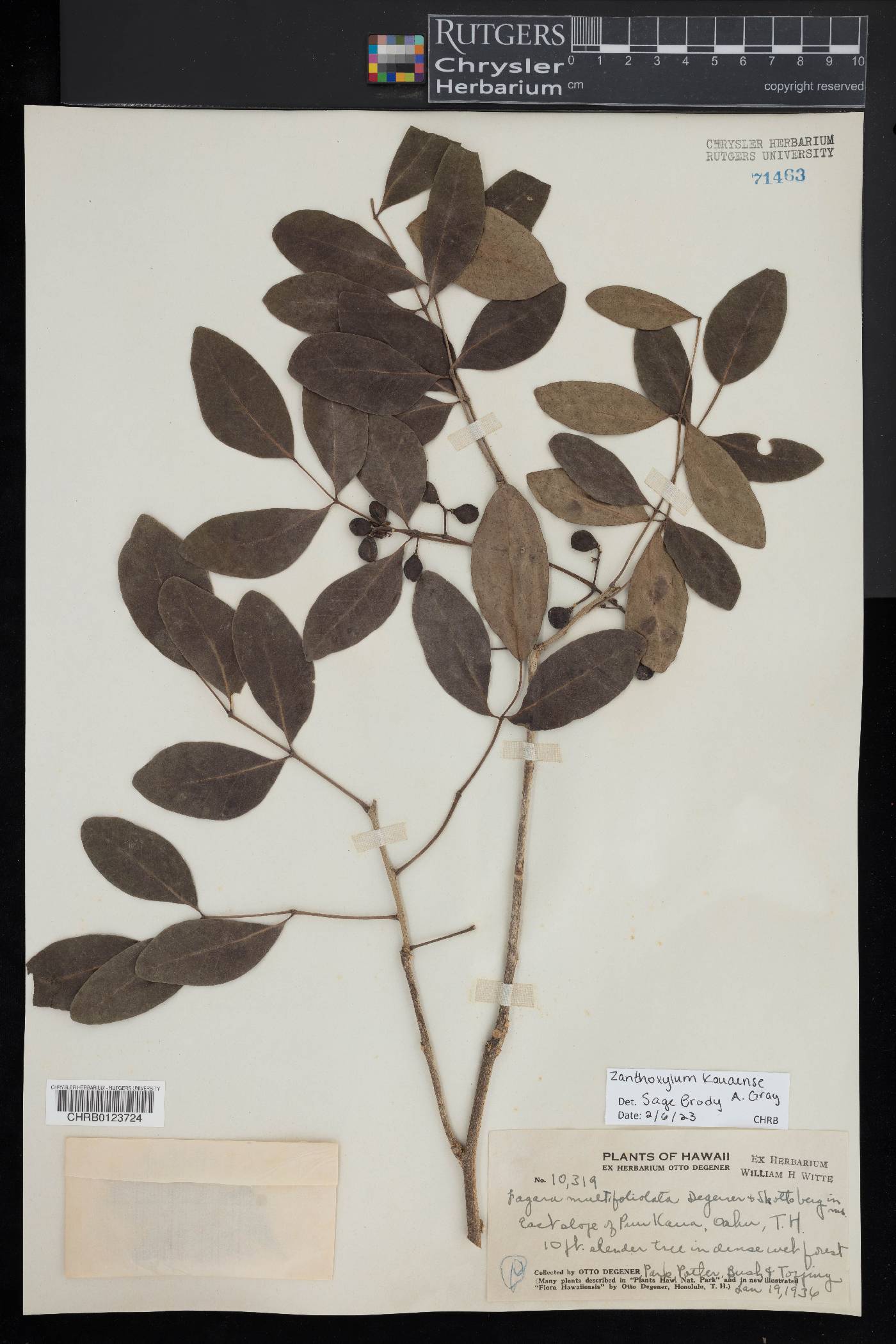 Zanthoxylum kauaense image