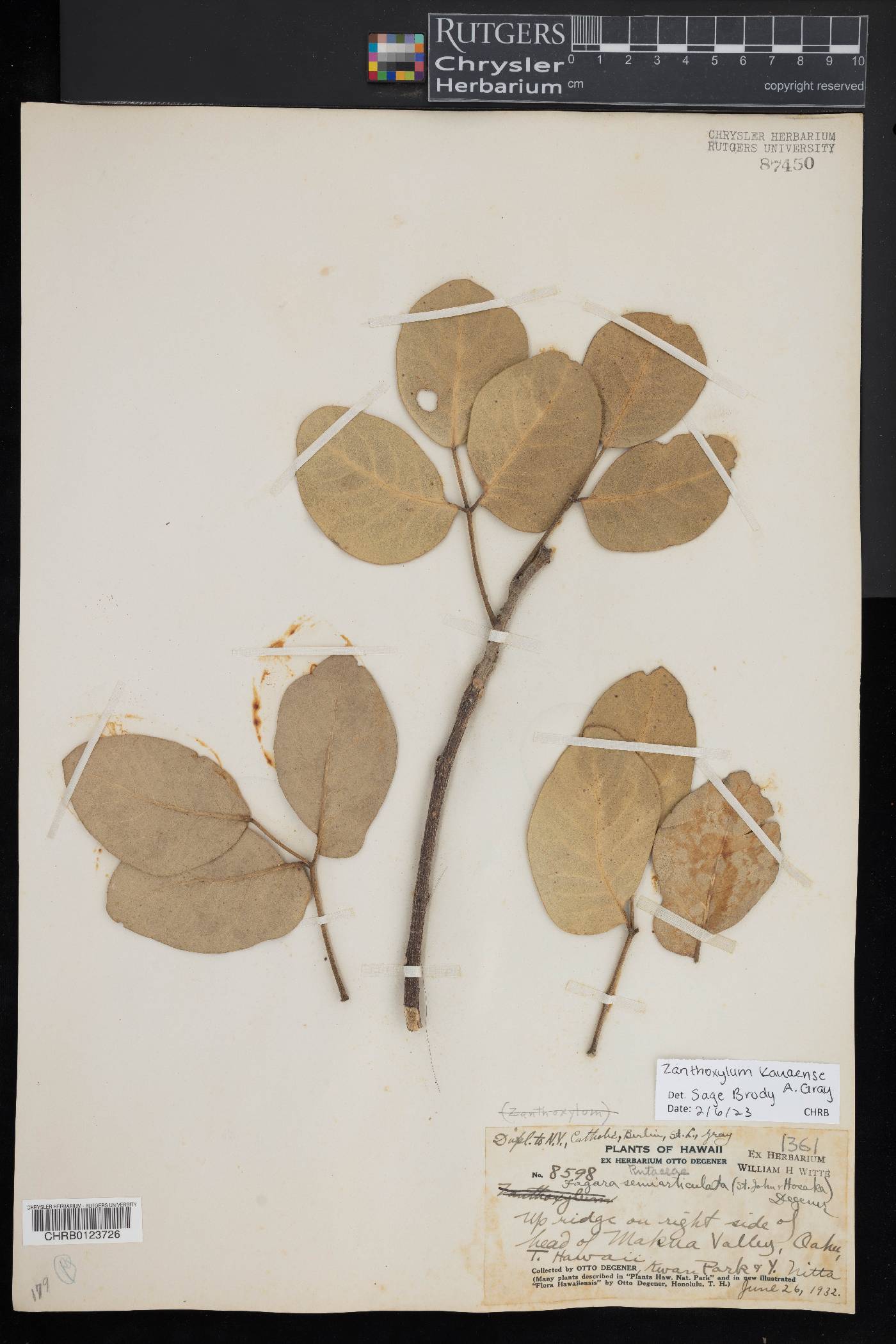 Zanthoxylum kauaense image