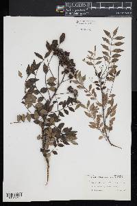 Zanthoxylum schinifolium image