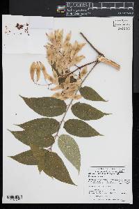 Ailanthus altissima image