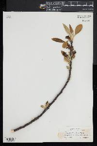 Leitneria floridana image