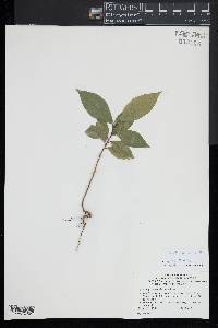 Aglaia mariannensis image