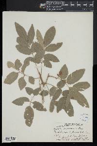 Aglaia samoensis image