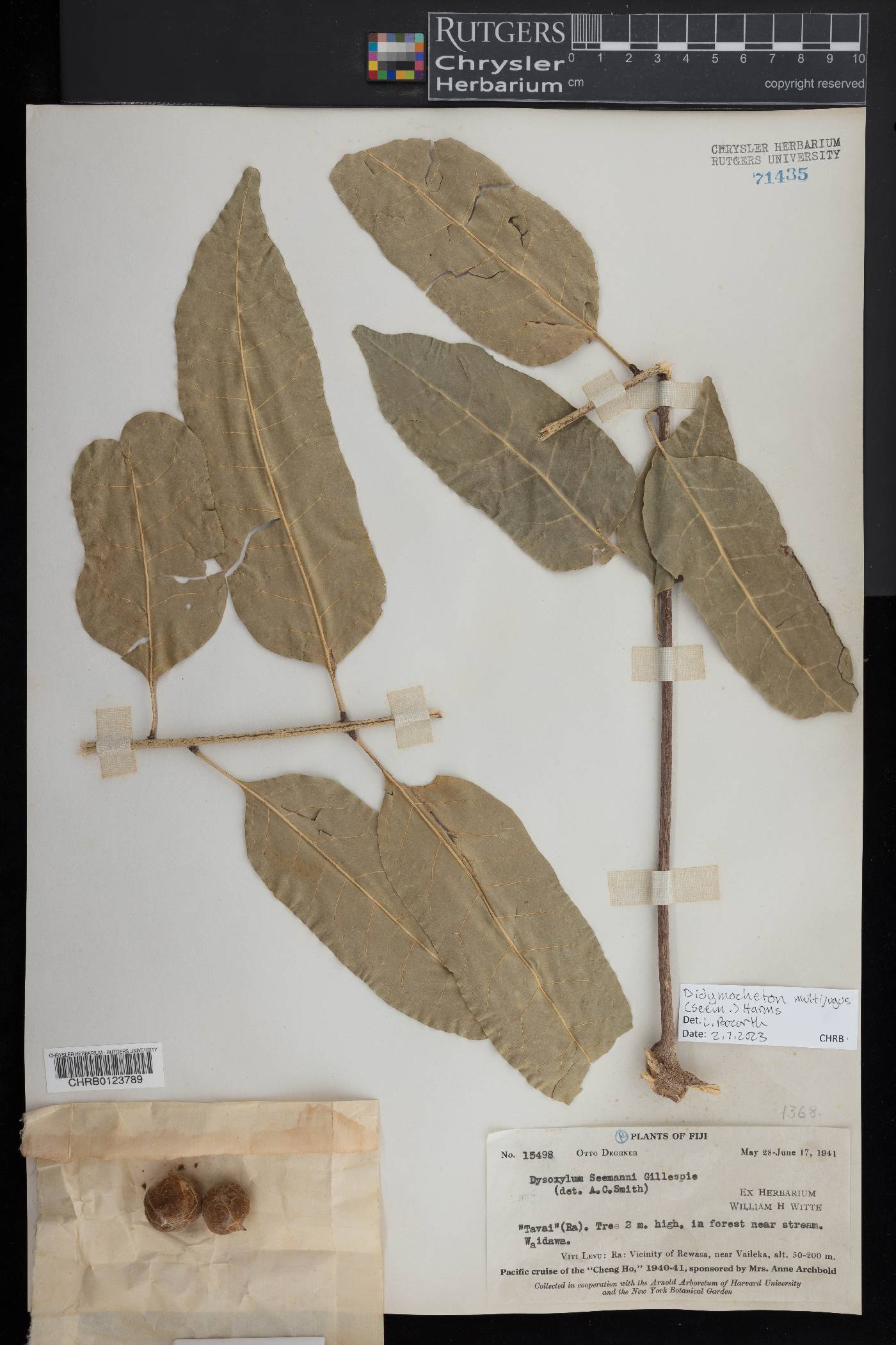 Didymocheton multijugus image