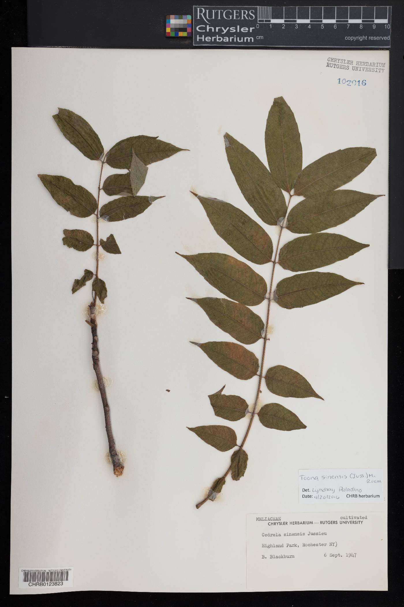 Toona sinensis image