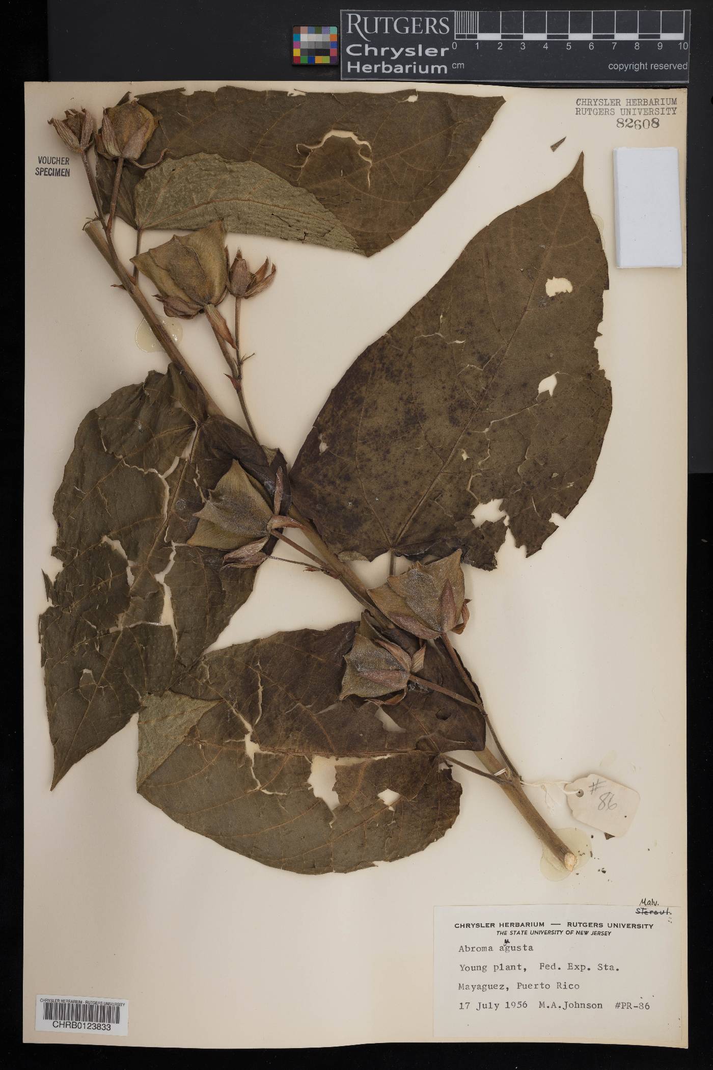 Abroma augusta image