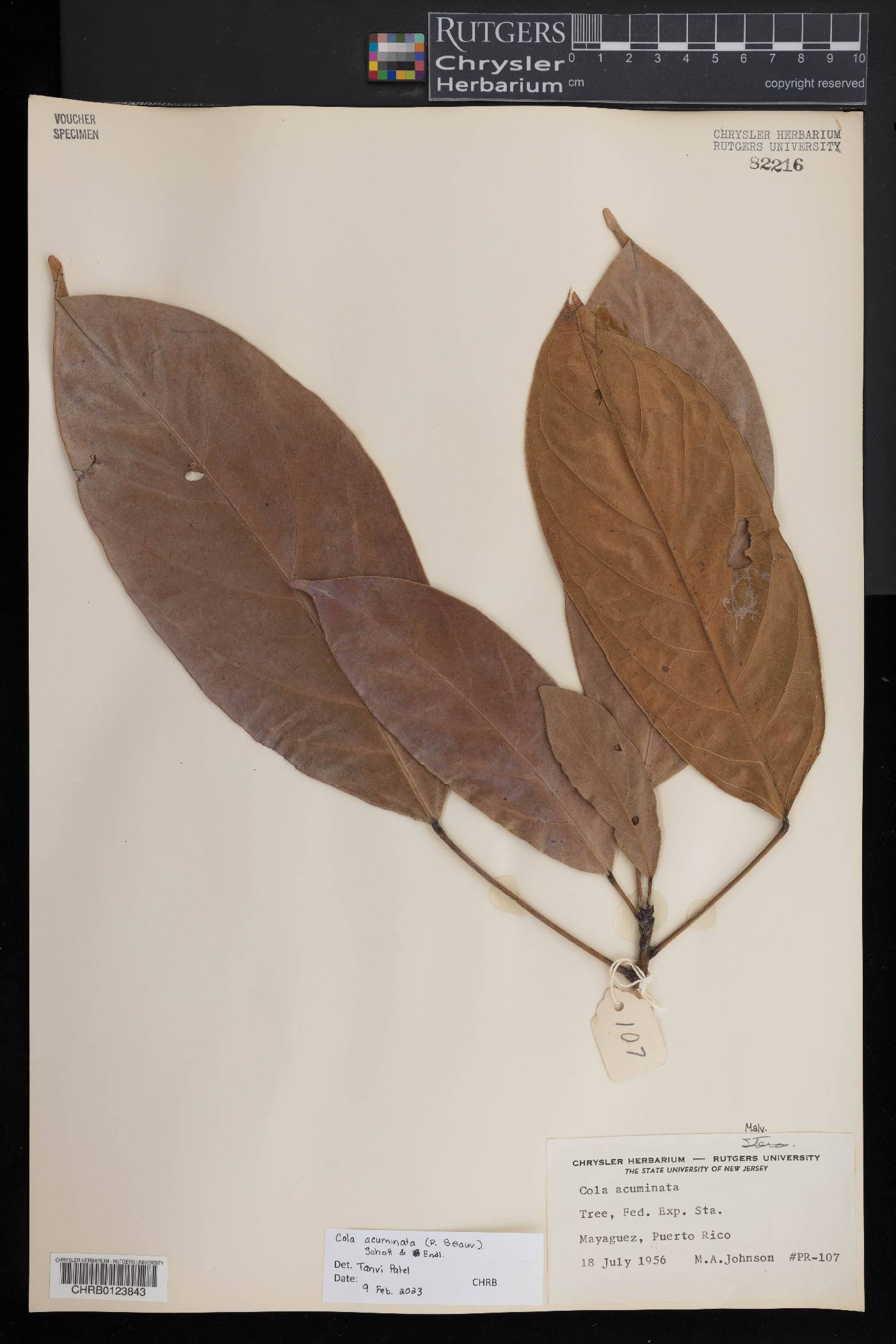 Cola acuminata image