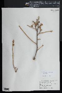 Rhus integrifolia image