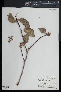 Rhus integrifolia image