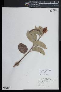 Rhus integrifolia image