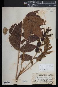 Rhus sandwicensis image